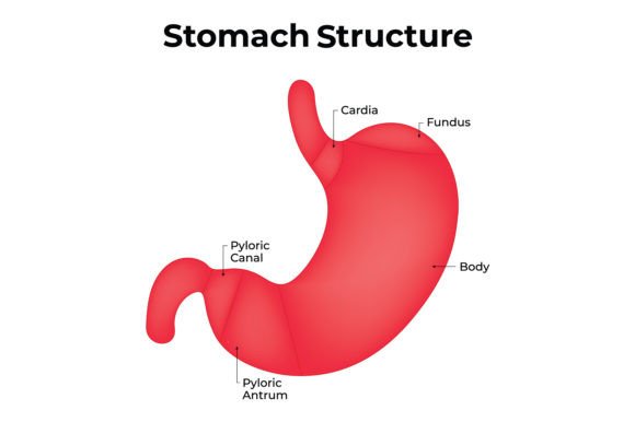 Download Stomach Structure Science Design Vector - Science Collection