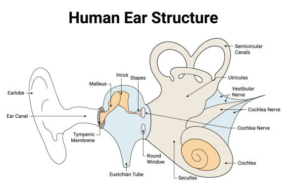 Download Human Ear Structure Science Design - Science Collection