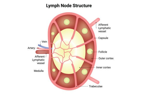 Download Lymph Node Structure Science Design - Science Collection