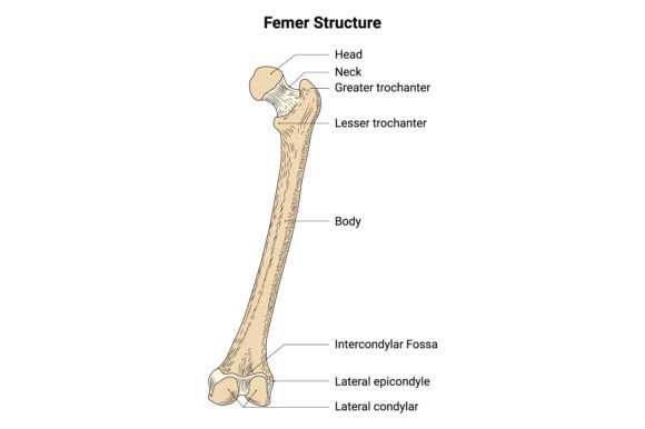 Download Femer Structure Science Design Vector - Science Collection
