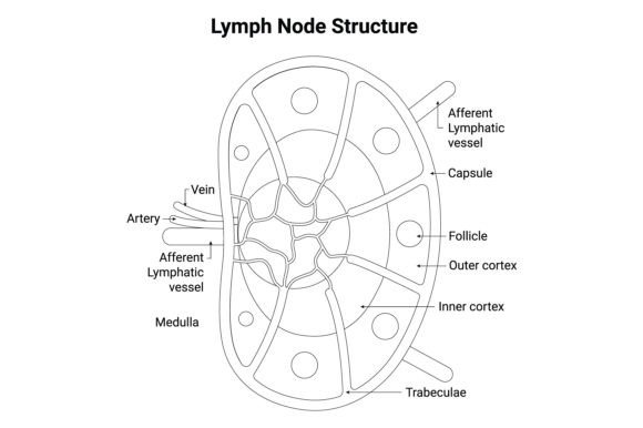 Download Lymph Node Structure Science Design - Science Collection